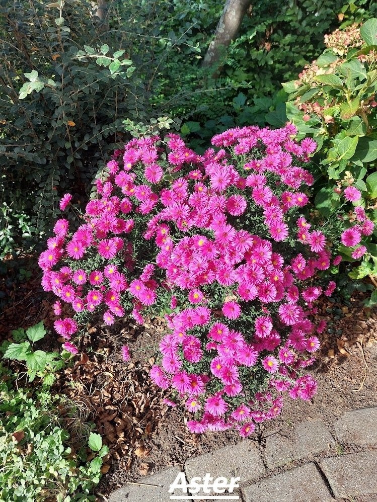 Asters, Volle zon, Vaste plant, Herfst, Ophalen
