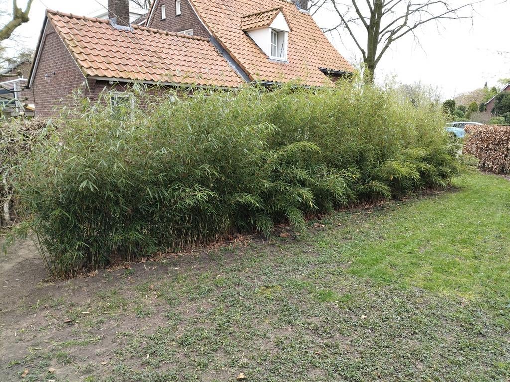 Fargesia robusta Campbell. +/- 23 m. Niet woekerende bamboe, Vaste plant, Bloeit niet, Halfschaduw, Ophalen