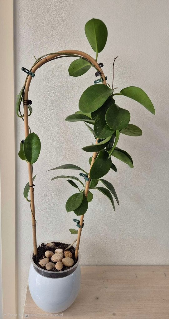 Hoya australis, Huis en Inrichting, Kamerplanten, Overige soorten, Minder dan 100 cm, Bloeiende kamerplant, Halfschaduw