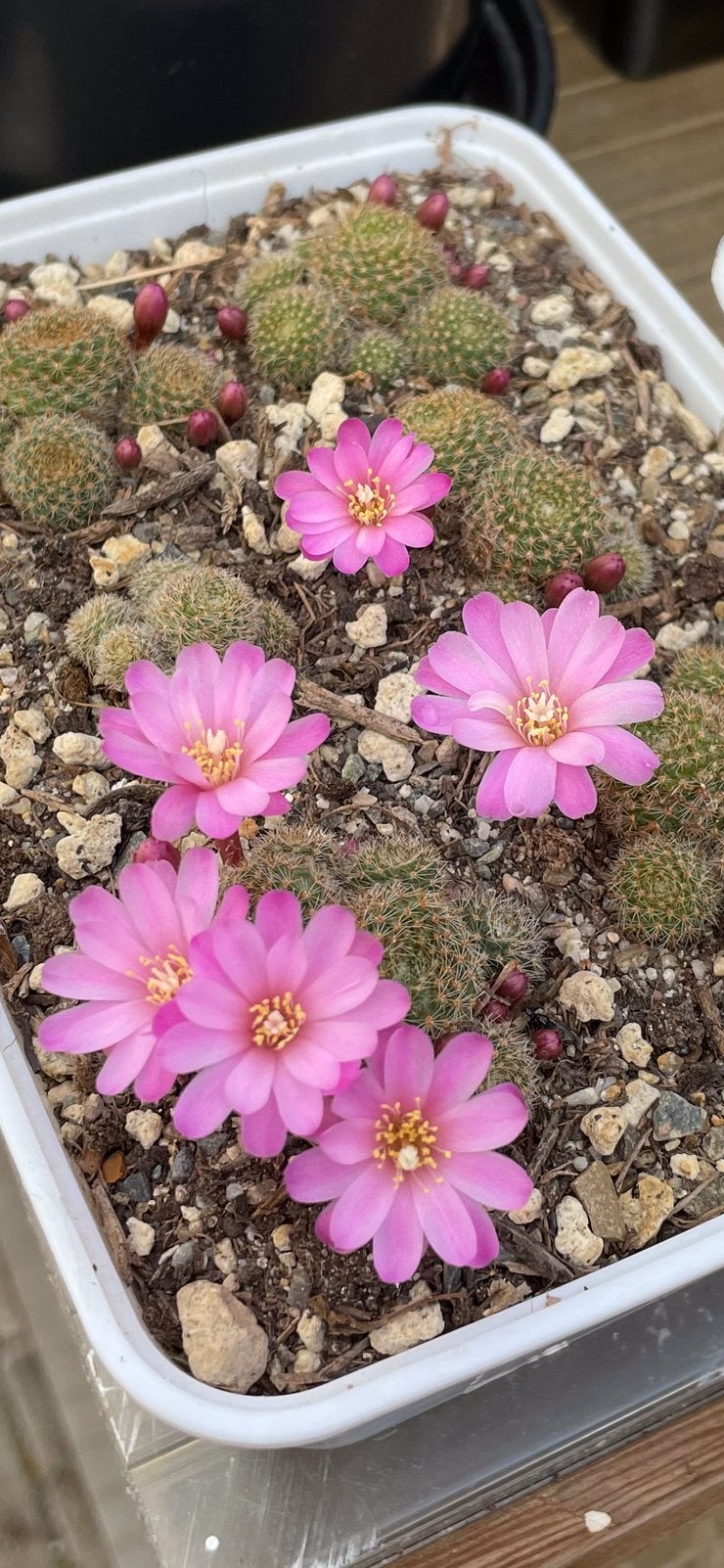 Cactussen te koop, Ophalen of Verzenden, Overige soorten, Volle zon