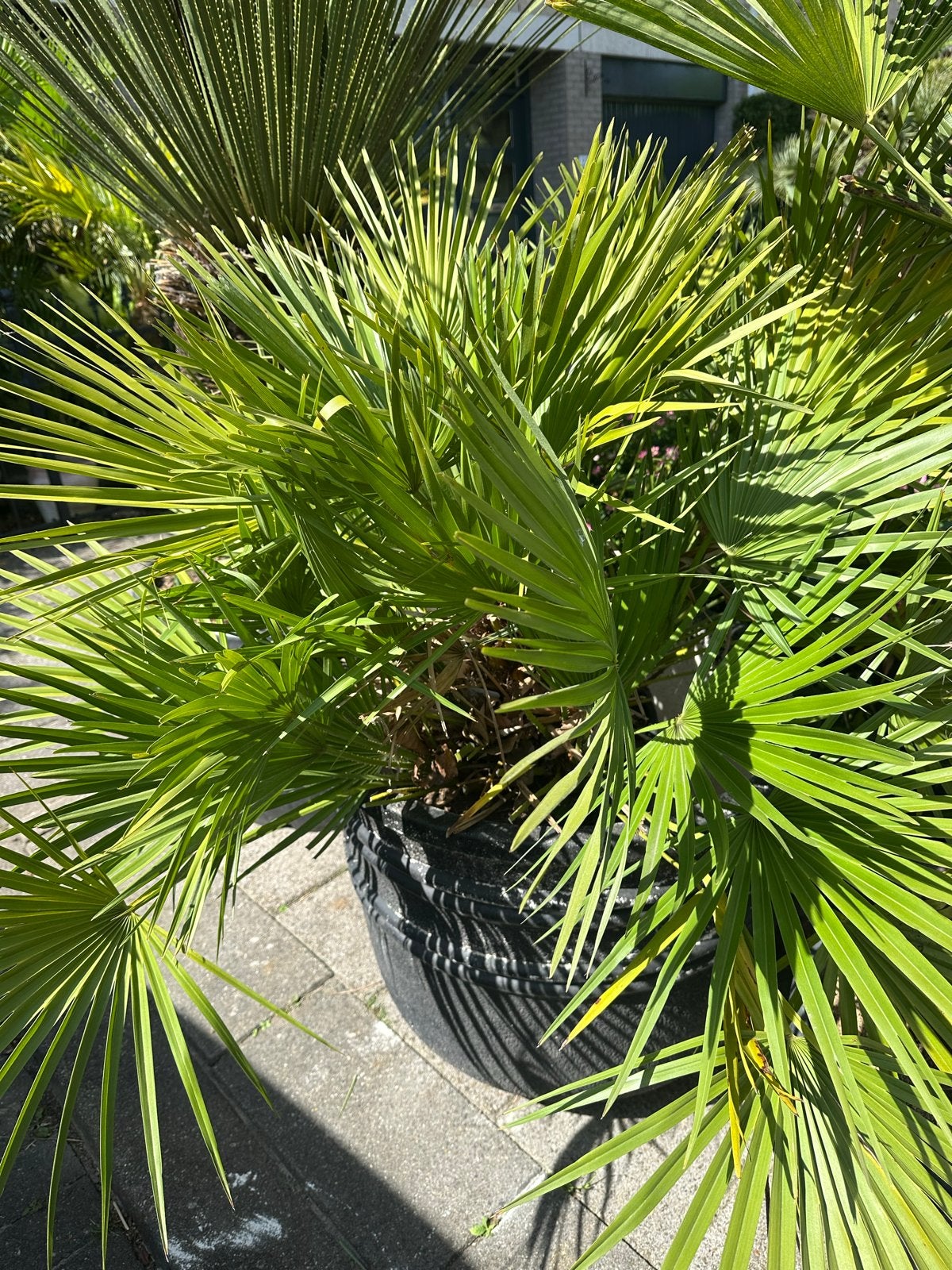 Chaemerops vulcano - Winterharde Palmboom, Overige soorten, Volle zon, Vaste plant, Ophalen of Verzenden