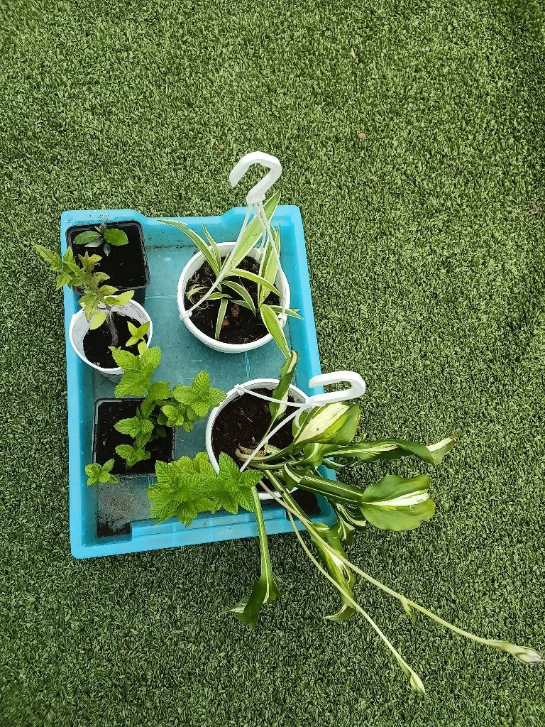 Planten vanaf 50cent, Tuin en Terras, Ophalen, Eenjarig, Overige soorten, Volle zon