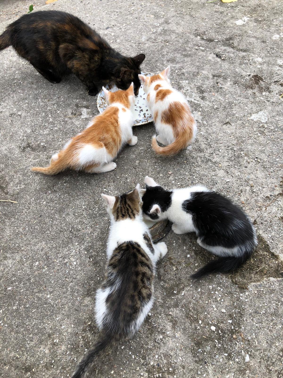 Prachtige kittens, Kater