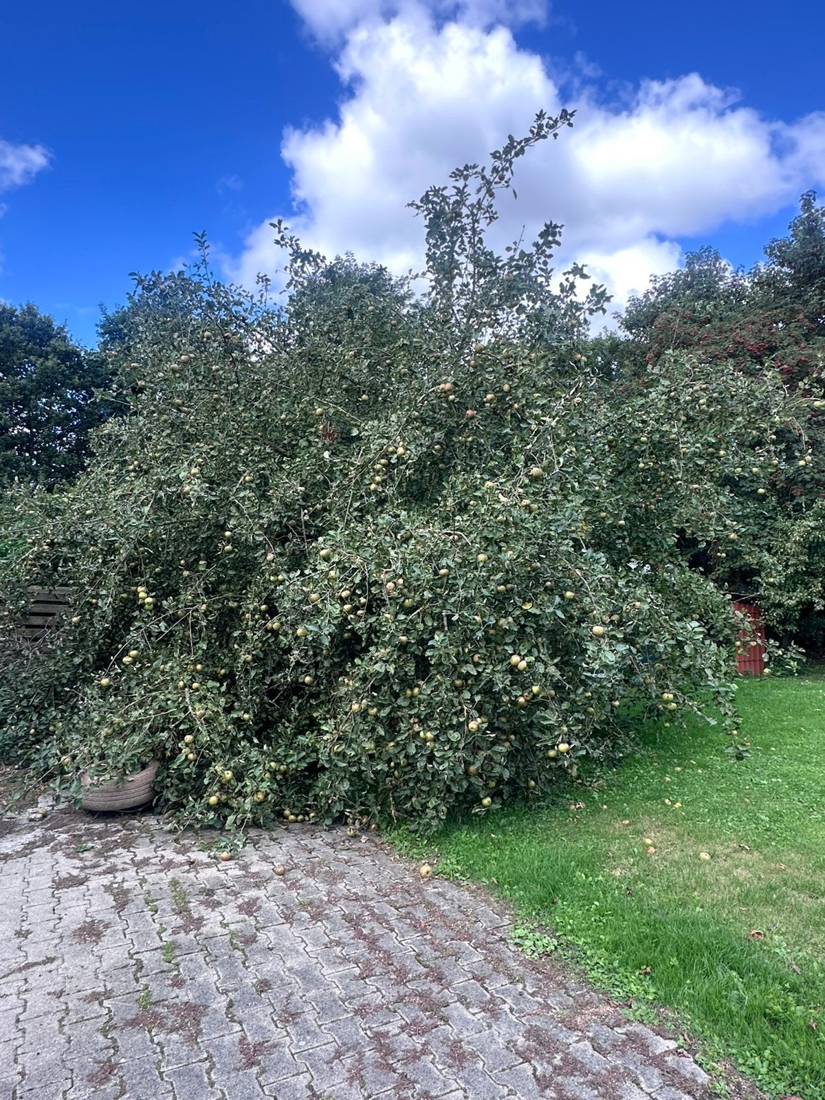 GRATIS APPELS  PLUKKEN/APPELTAKKEN SNOEIEN, Ophalen, Volle zon, Overige soorten, Minder dan 100 cm