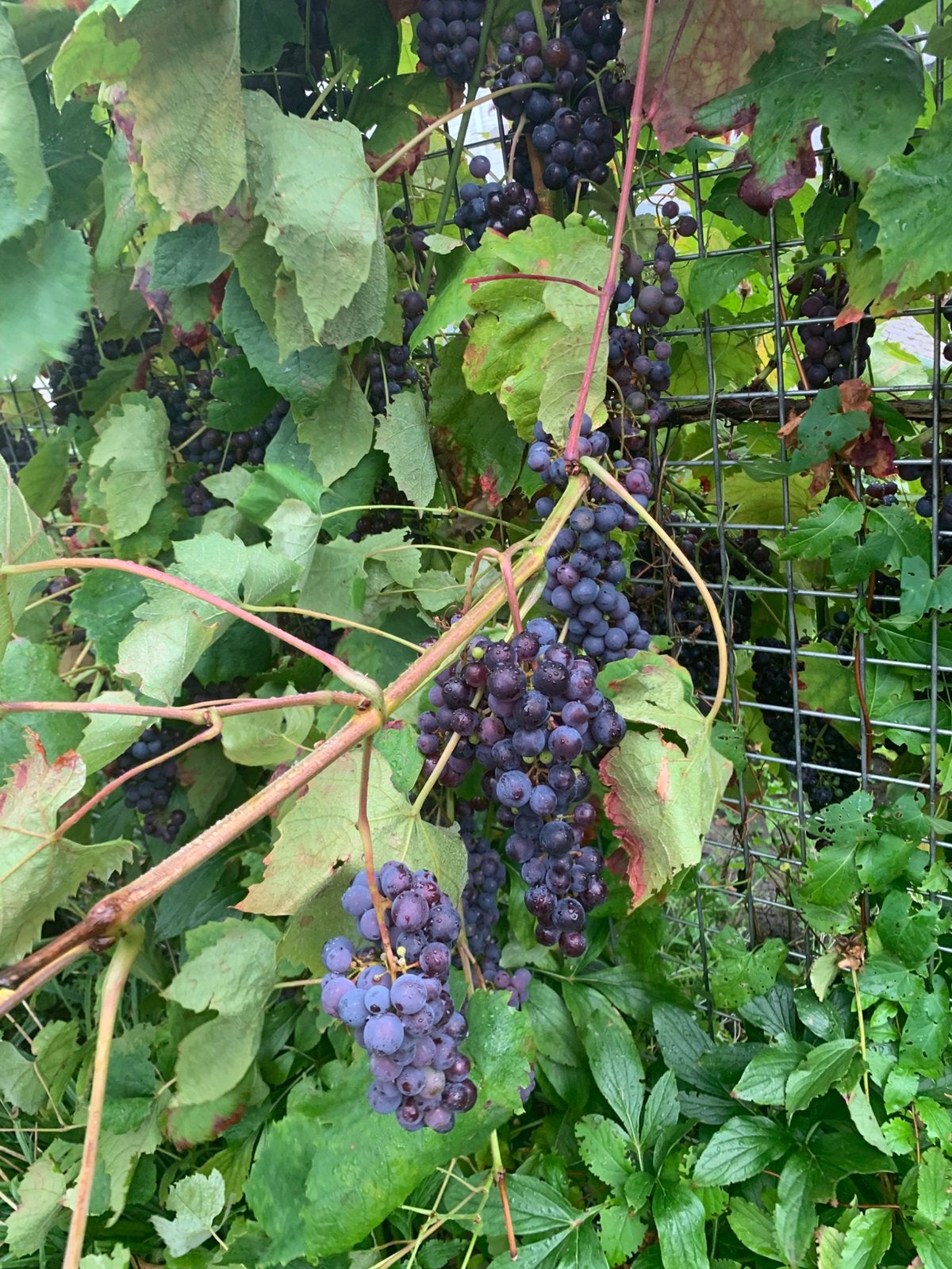 Drijven struk €7, Tuin en Terras, Ophalen of Verzenden, Minder dan 100 cm, Overige soorten, Zomer