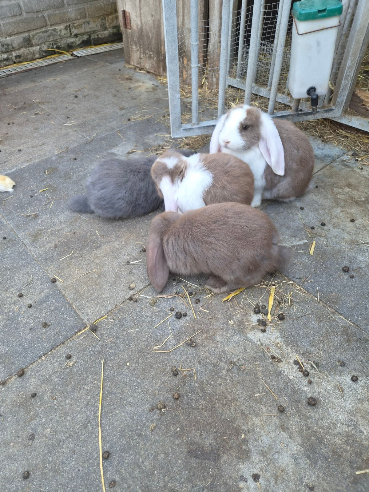 Lieve jonge franse hangoor konijntjes te koop, Dieren en Toebehoren, Vrouwelijk, Groot, Hangoor