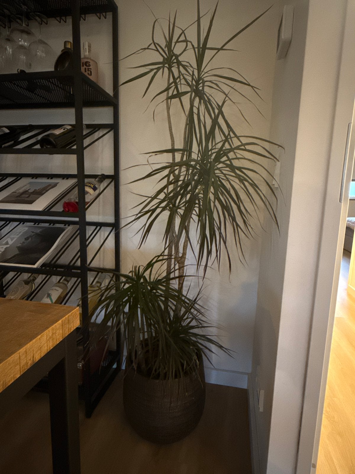 Grote Dracaena kamerplant in pot, Huis en Inrichting, Ophalen, Overige soorten, Halfschaduw, In pot