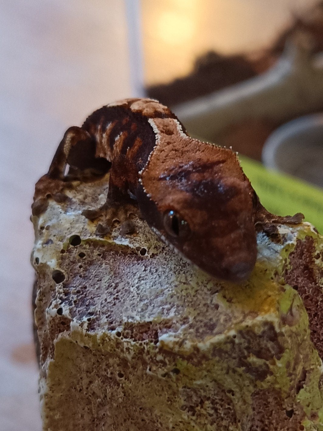 Wimpergekko nakweek 2026 harlequin Crested Gecko photo 3