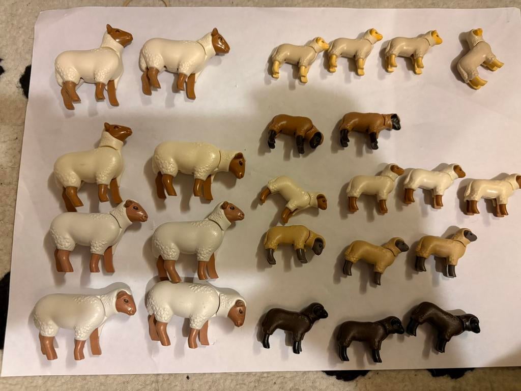 Schapen, Ophalen of Verzenden