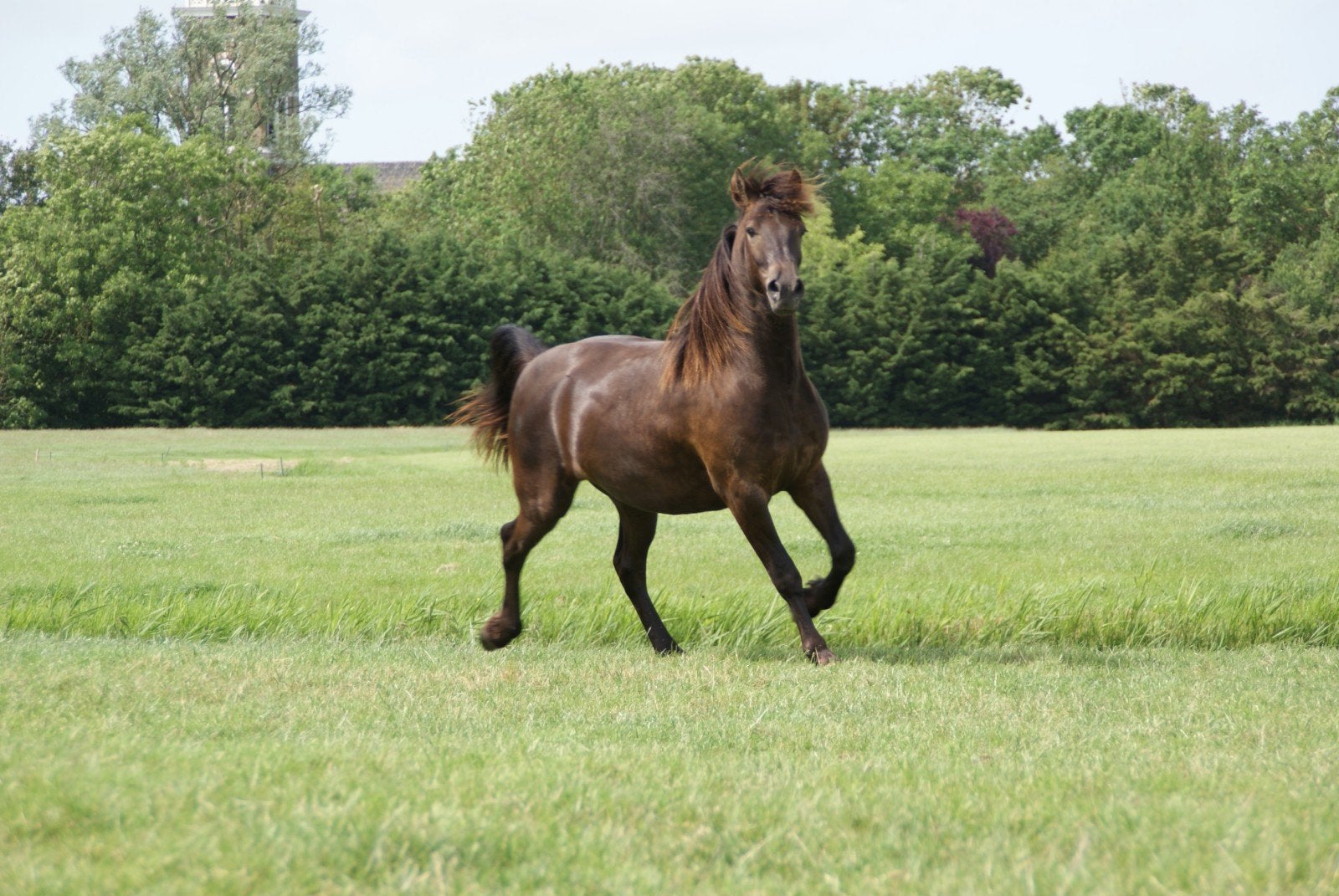 Fries x arabier ruin en friese merrie, Dieren en Toebehoren, Meerdere dieren, 160 tot 165 cm, Dressuurpaard