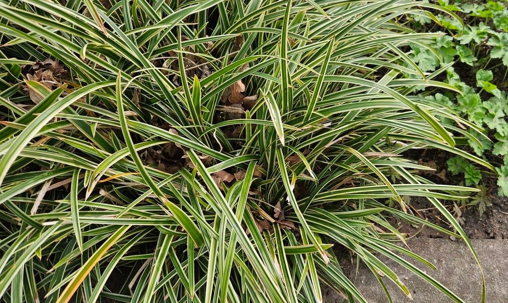 Sier gras Vaste plant CAREX MORROWII (gestreept gras), Ophalen, Halfschaduw