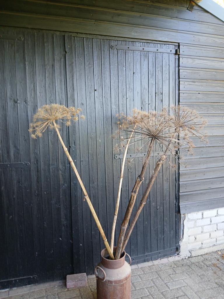 Gedroogde Berenklauw, Ophalen