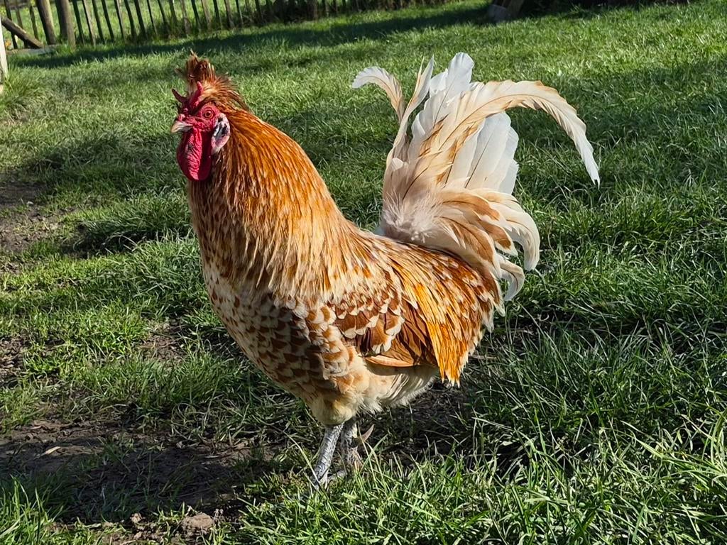 Toompje met Appenzeller Spitskuif haan, Mannelijk, Kip