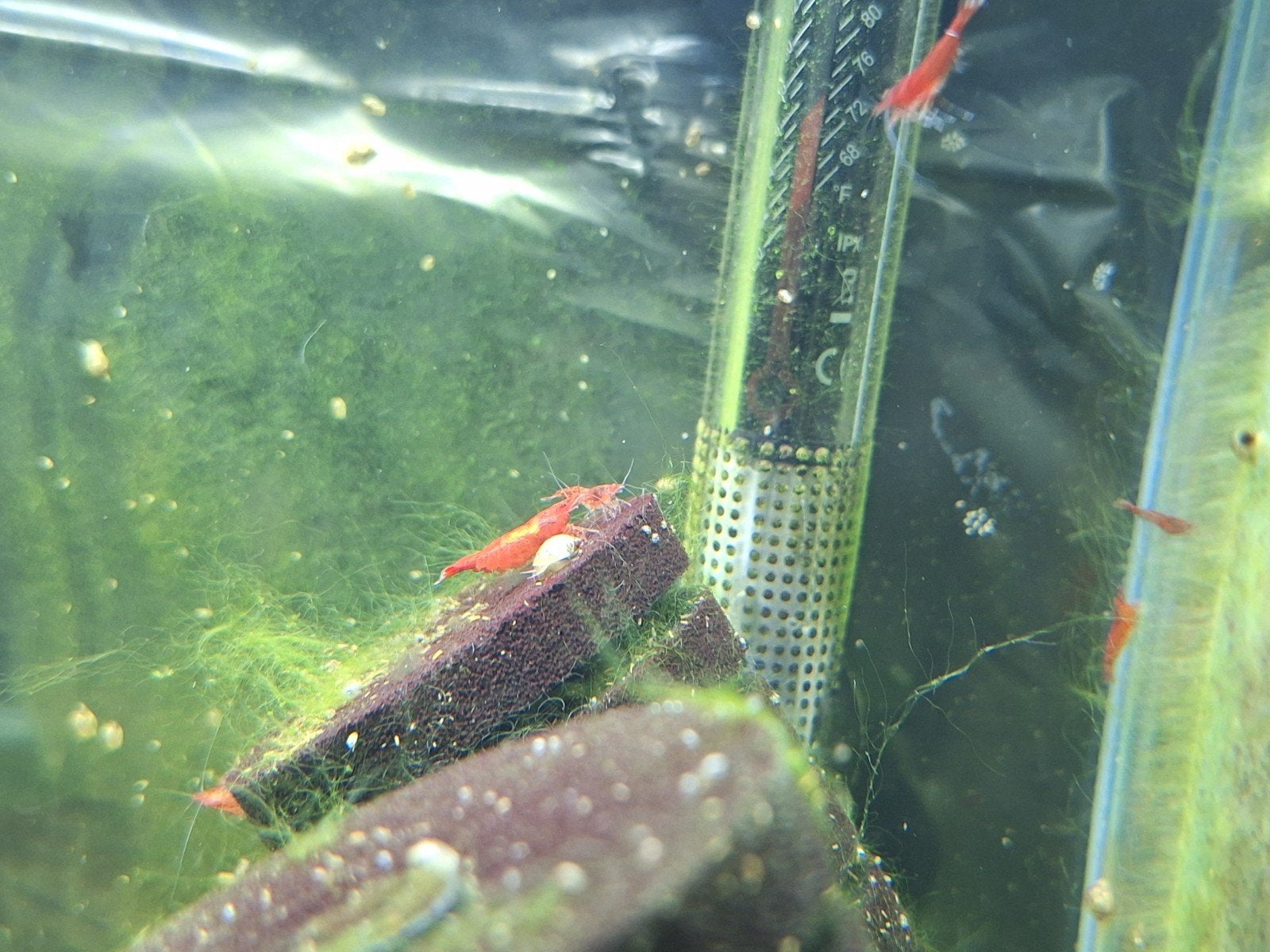 Red Shakura Neocaridina Garnalen (Rood), Kreeft, Krab of Garnaal, Zoetwatervis, Schoolvis