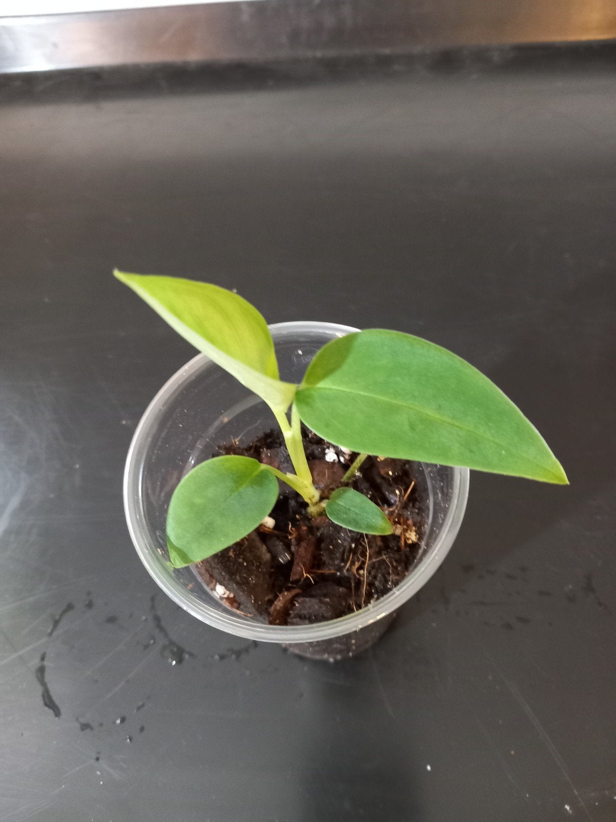 Monstera Barrieri, Huis en Inrichting, Kamerplanten, Ophalen of Verzenden, Halfschaduw, Minder dan 100 cm