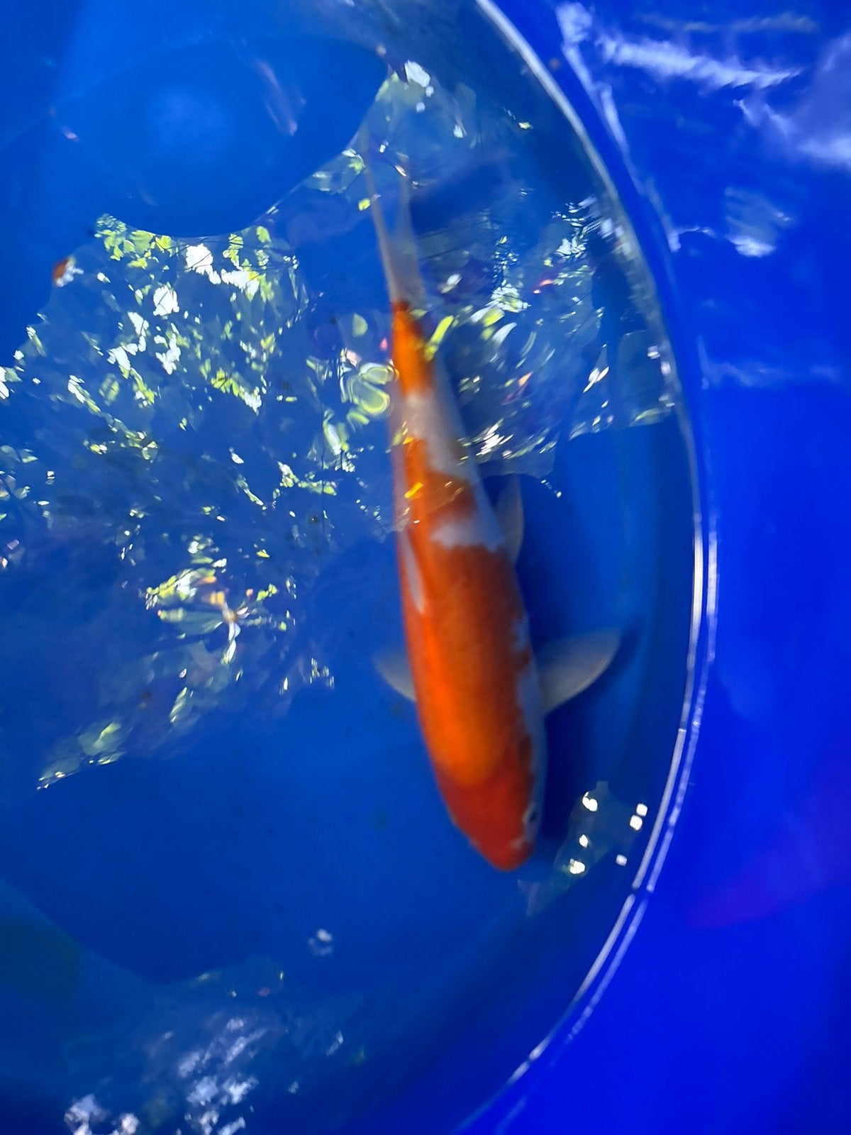 Kohaku koikarper vis vissen vijver japanse koi, Dieren en Toebehoren, Vissen | Vijvervissen, Karper of Koi