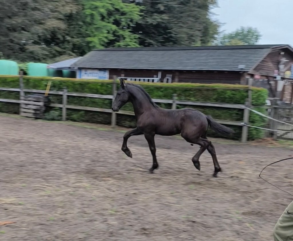 Luxe Fries hengstveulen, Dieren en Toebehoren, Met stamboom, Niet van toepassing, Dressuurpaard, 0 tot 2 jaar