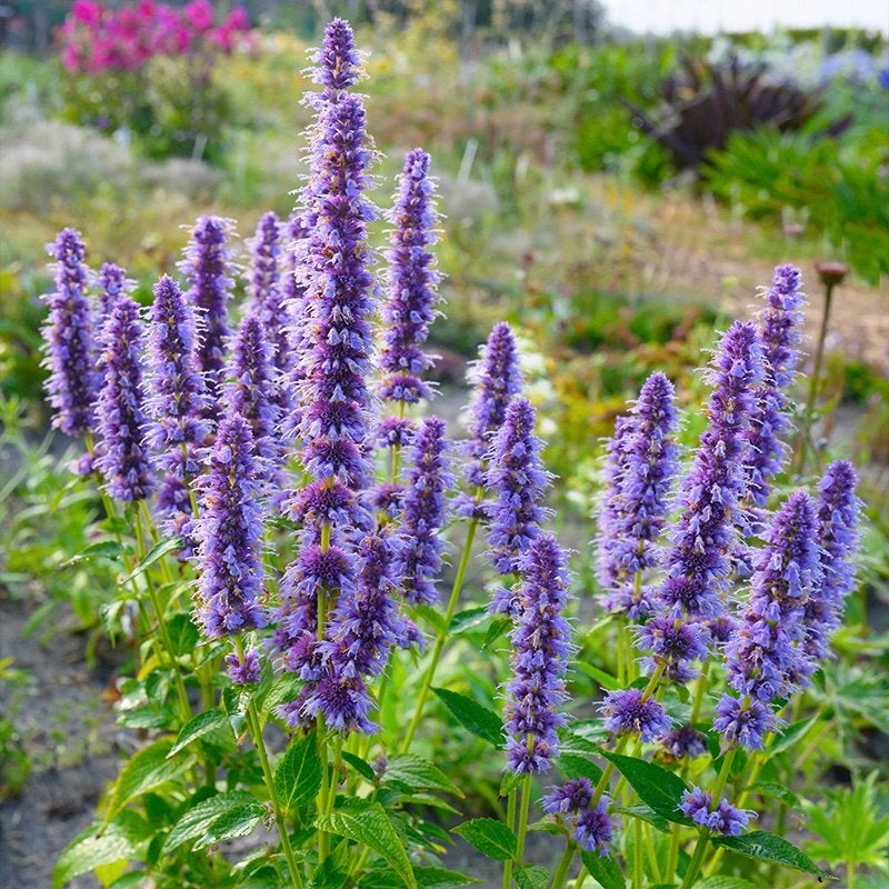 Agastache 'Blue Fortune' dropplant, Volle zon, Vaste plant, Zomer, Ophalen