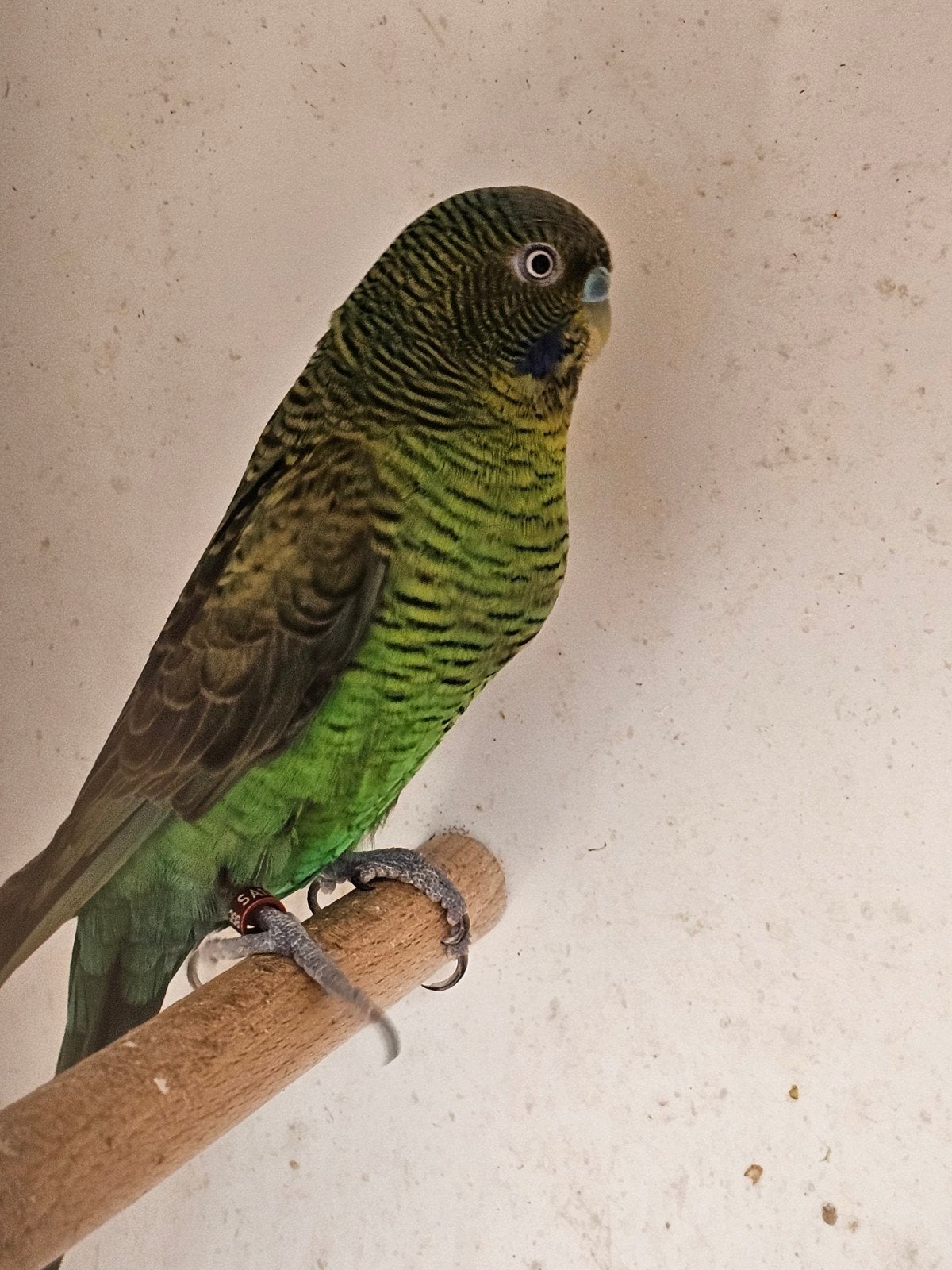 bfbw parkiet te koop, Dieren en Toebehoren, Mannelijk, Parkiet, Geringd