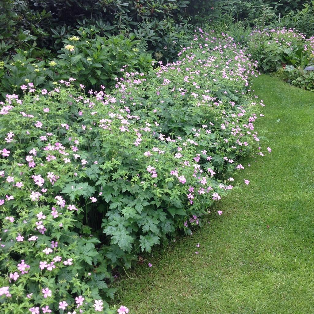 gratis ruilen tuinplantjes, Tuin en Terras, Ophalen, Halfschaduw