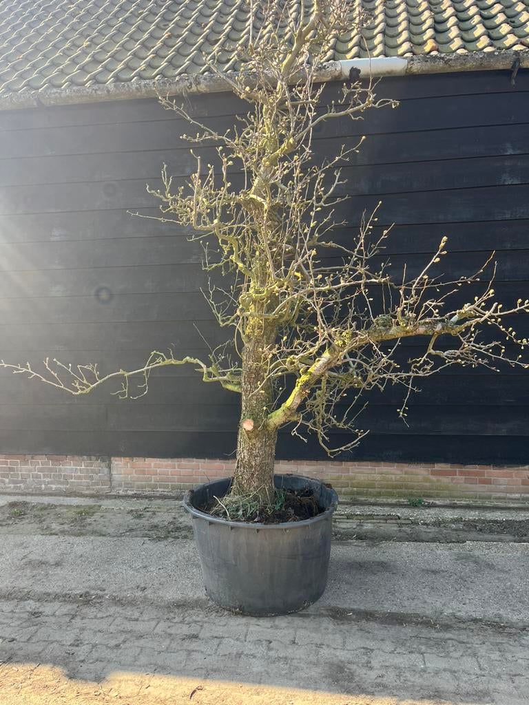 Oude fruitbomen perenboom appelbomen kers en pruim, Tuin en Terras, Planten | Bomen, Ophalen of Verzenden, Bloeit niet, Volle zon