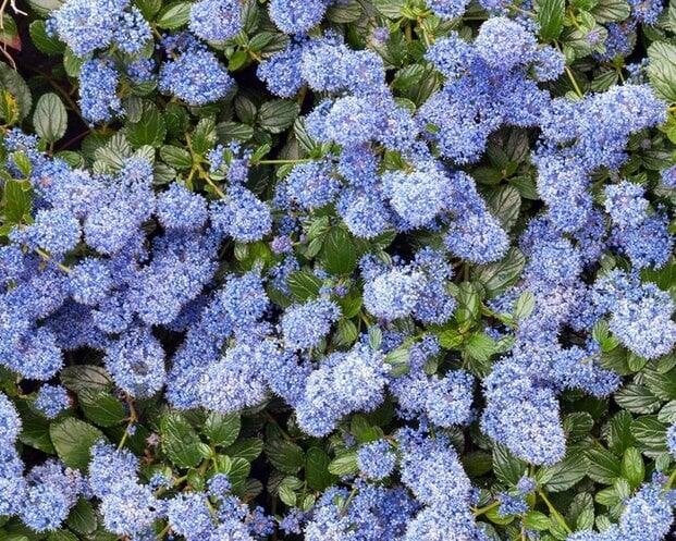 Ceanothus thyrsiflorus, Volle zon, Vaste plant, Zomer, Ophalen