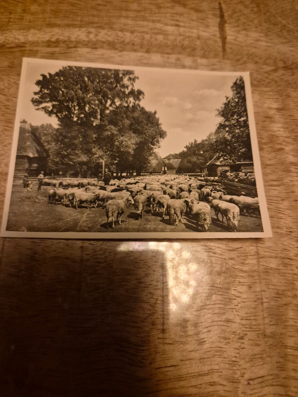 Oude foto herdersfamilie met schapen uit stal, Verzamelen, Ophalen of Verzenden, 1920 tot 1940, Ongelopen