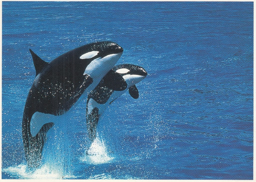 Grote Ansichtkaart- Natuur- Dieren - Orka's, Verzamelen, Verzenden, 1980 tot heden, Ongelopen, Wild dier