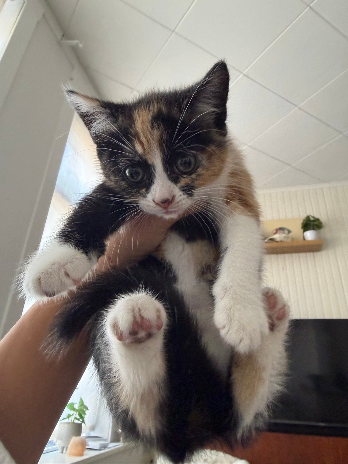 KITTENS 10 weken gratis, Meerdere dieren