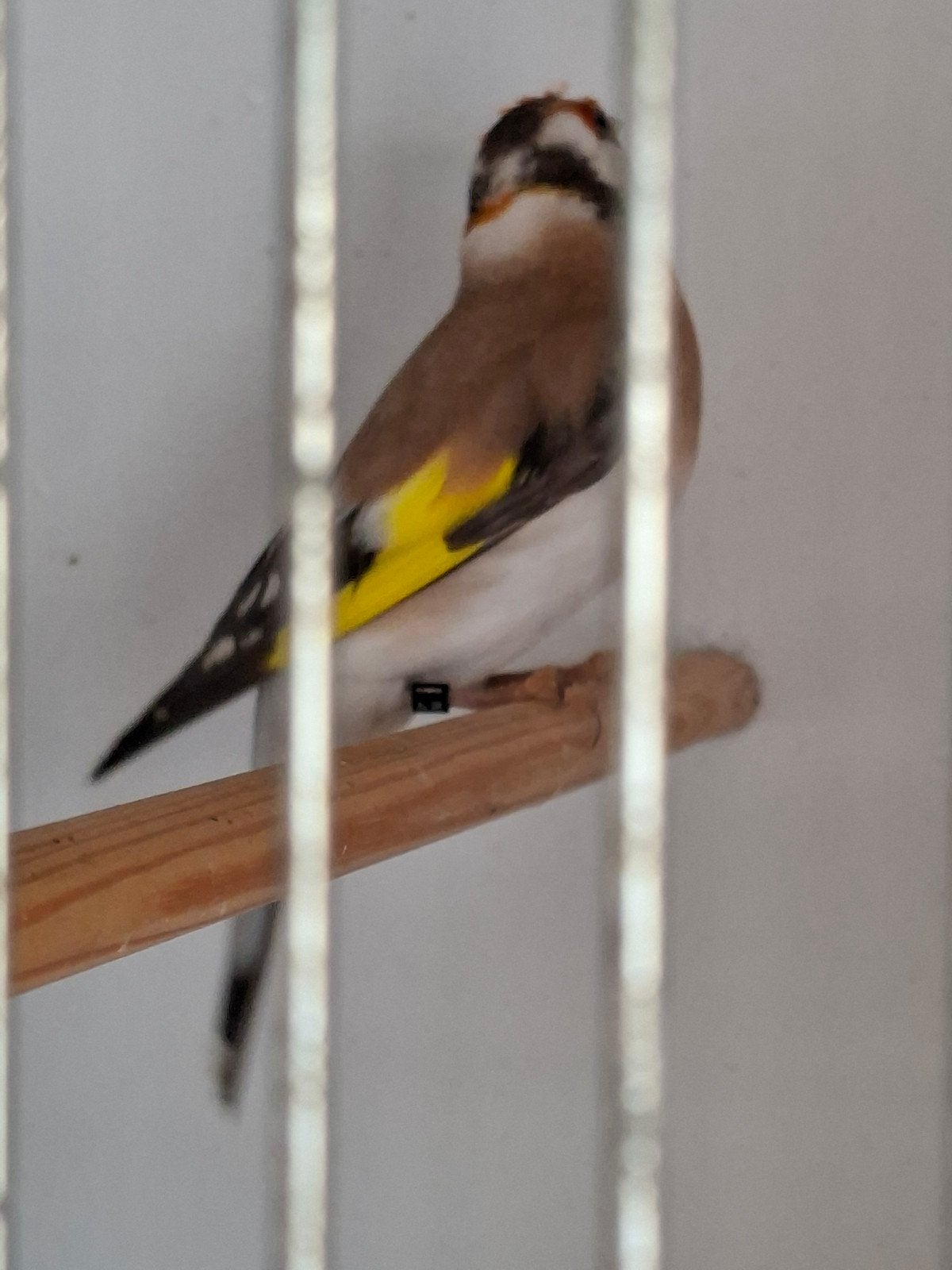 Putter man, Dieren en Toebehoren, Vogels | Overige Vogels, Mannelijk, Wildzangvogel, Geringd