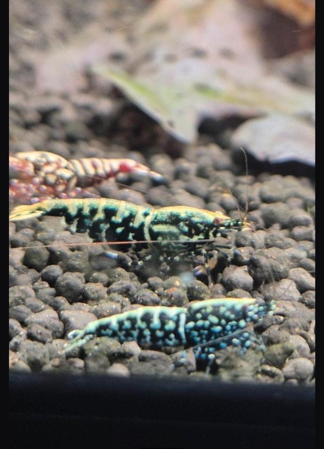 garnalen galaxy Stardust snowfalke 14 x, Dieren en Toebehoren, Vissen | Aquariumvissen