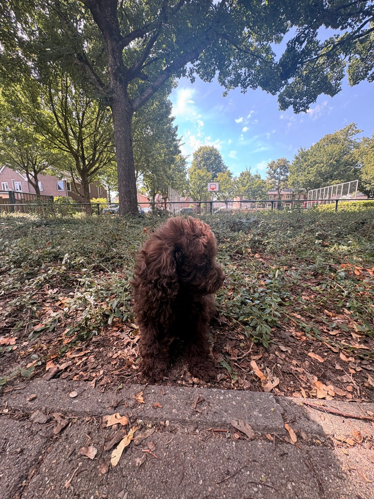 Maltipoo Pups X Toy poedel laatste reutje 🐶, Dieren en Toebehoren, Honden | Niet-rashonden, 8 tot 15 weken, Parvo, Meerdere, Meerdere dieren