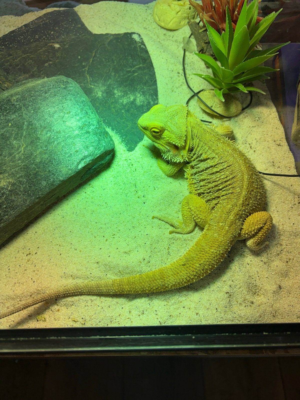 Lieve baardagaam Bearded Dragon - male for sale from E.L. Müller