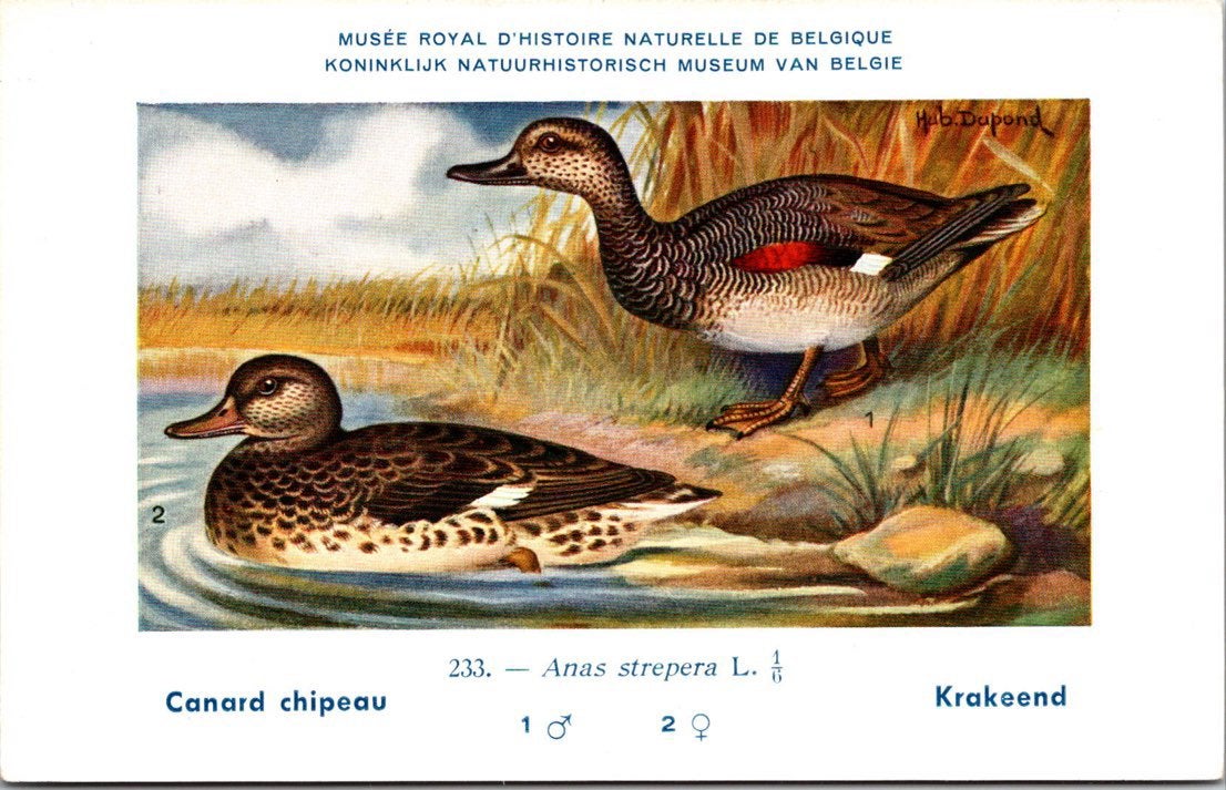 Krakeend / Gadwall – Nº 233 – (KBIN / IRSNB), Verzenden, 1940 tot 1960, Ongelopen, Vogel