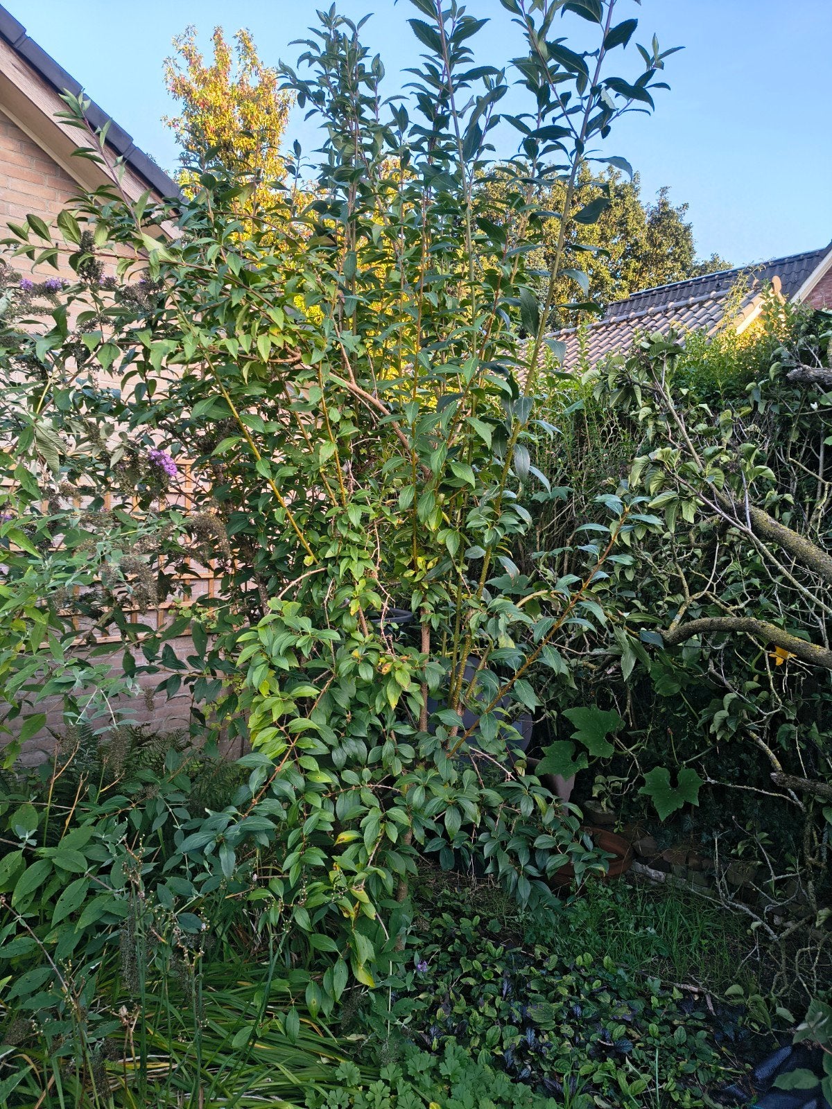 Mooie forsythia struik, ongeveer 2 meter hoog, Ophalen, Overige soorten, Struik, 100 tot 250 cm