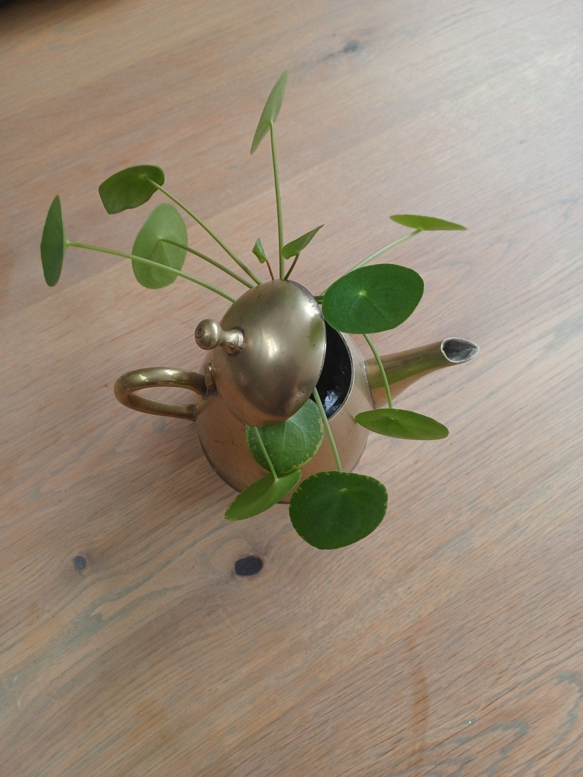 Koperen theepot met plantje - stijlvolle decoratie, Ophalen of Verzenden