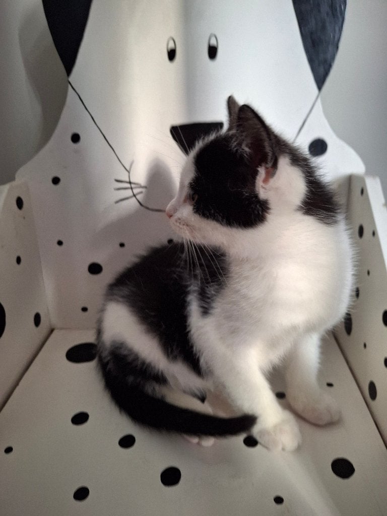 Leuke kitten, Dieren en Toebehoren, Meerdere dieren, Kortharig, 0 tot 2 jaar