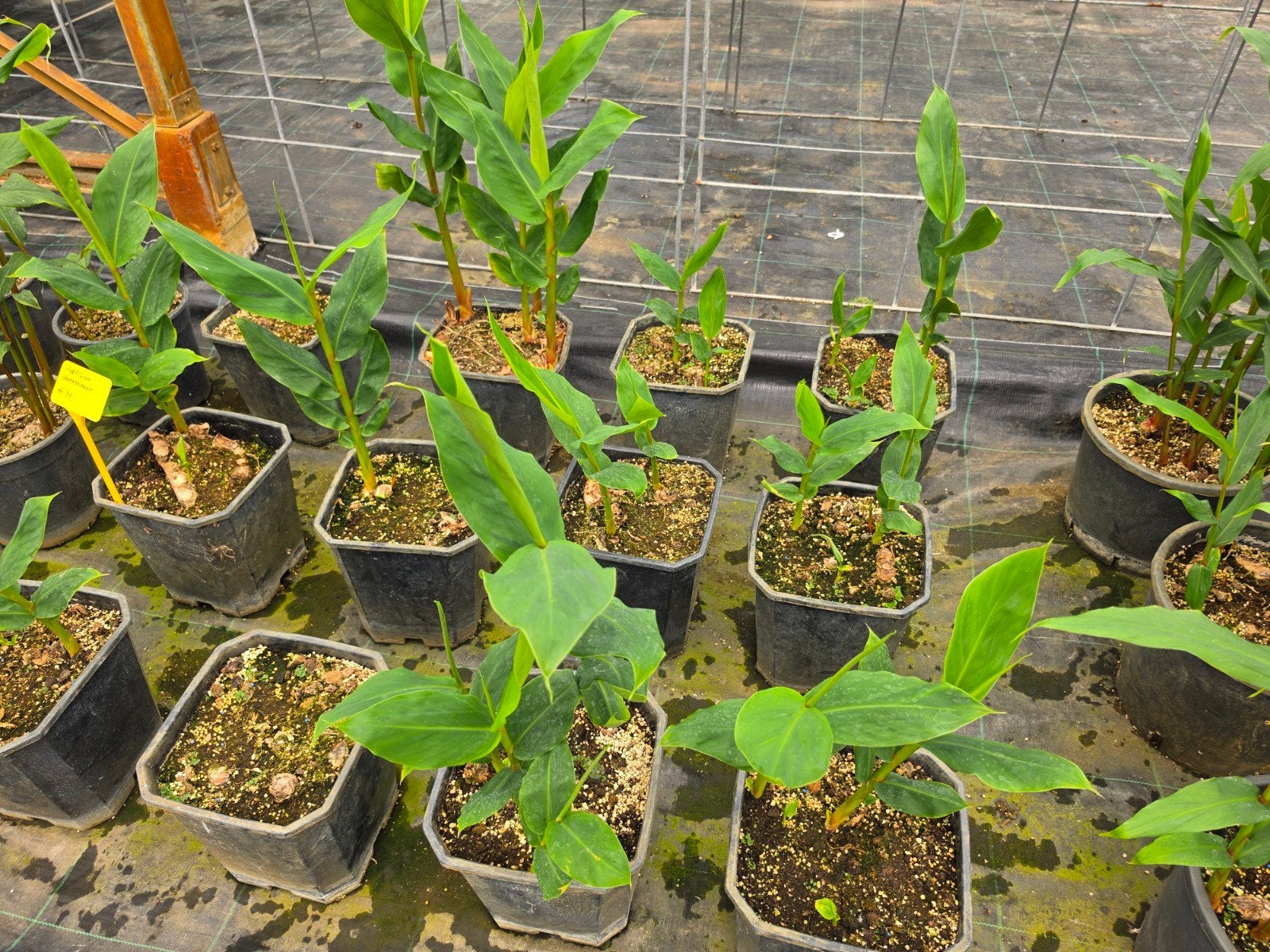 Hedychium gardnerianum, Ophalen, Overige soorten, Volle zon
