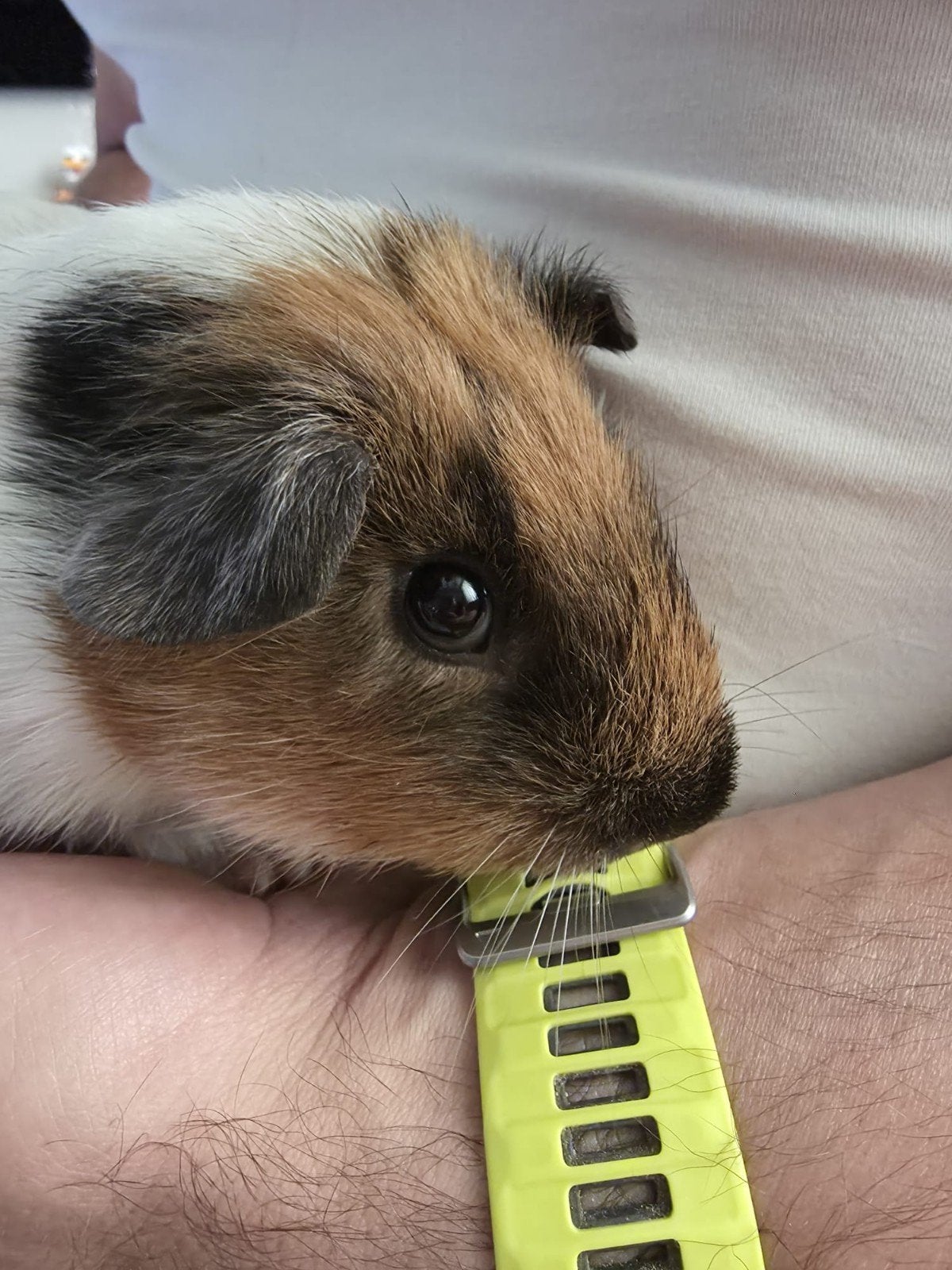 Jonge cavia, Dieren en Toebehoren, Knaagdieren, April, Mannelijk, Cavia