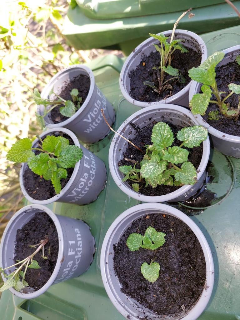 Citroenmelisse plantjes, Tuin en Terras, Planten | Tuinplanten, Ophalen, Vaste plant, Kruiden, Volle zon