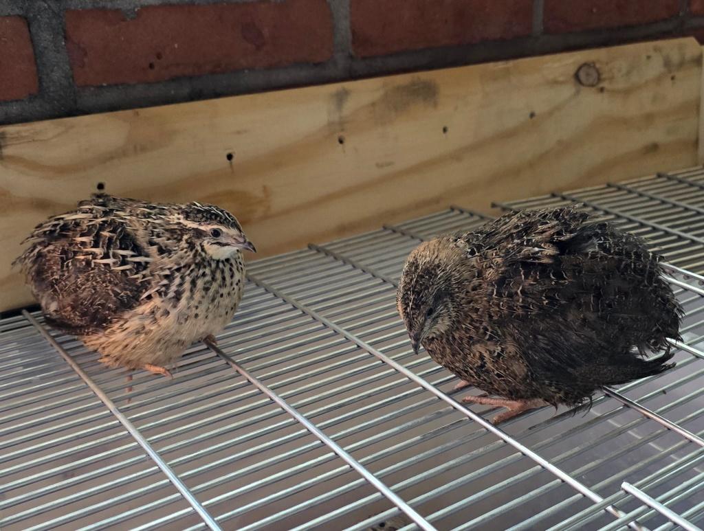 Japanse kwartels te koop, Dieren en Toebehoren, Vrouwelijk, Overige soorten