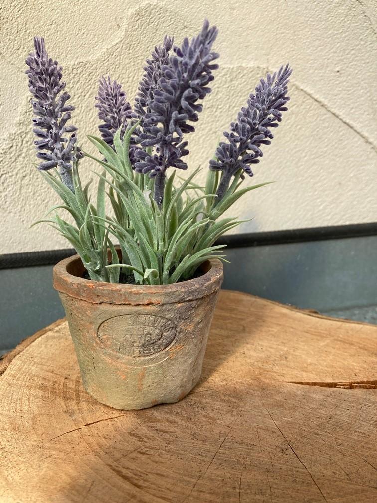 LAVENDELPLANT IN TERRA POTJE NIEUW, Paars, -, Nieuw, Ophalen of Verzenden