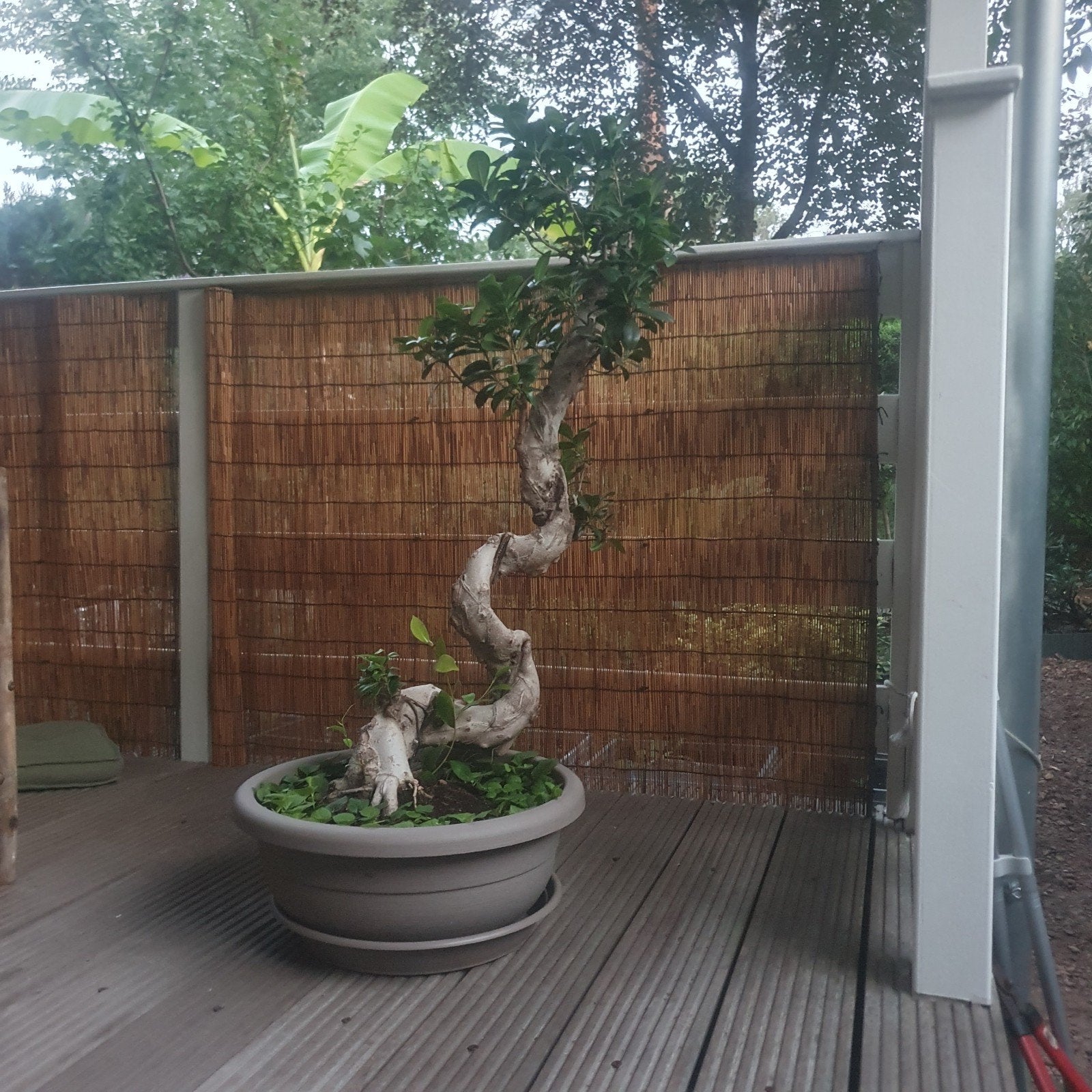 Bonsai, Bloeit niet, Halfschaduw, Overige soorten, Minder dan 100 cm