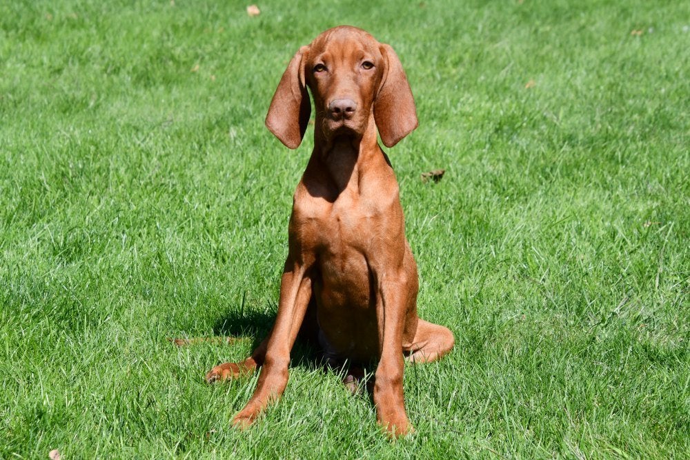 Vizsla pups te koop, 15 weken tot 1 jaar, Buitenland, Parvo, Meerdere