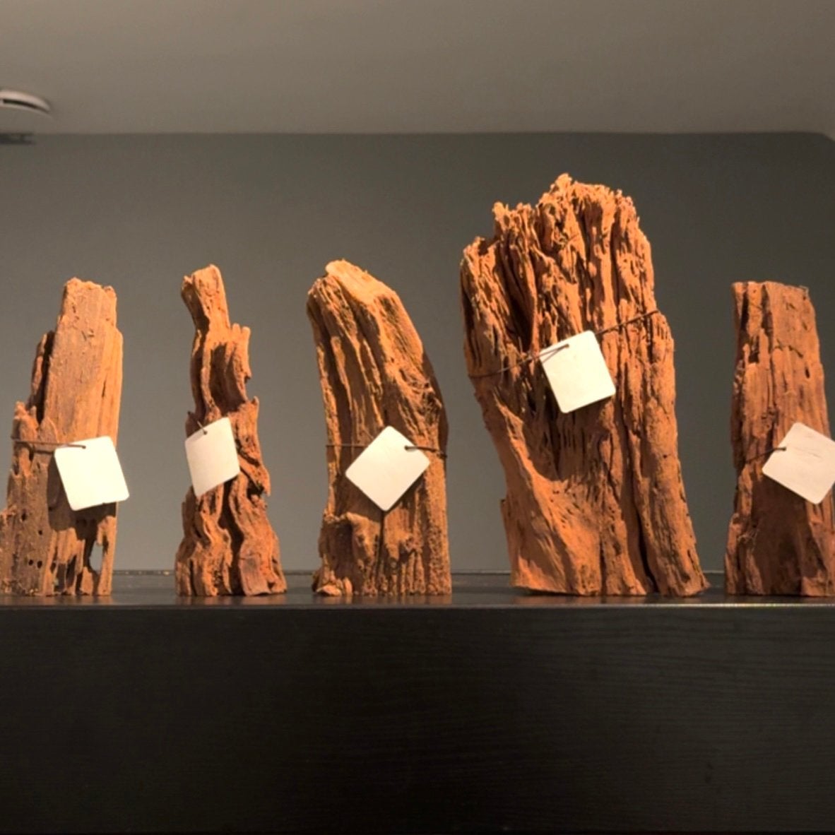 +50 Stuks Kienhout / Spiderwood / Driftwood, Hout Decoratie, Ophalen of Verzenden, Plant(en), Steen of Hout