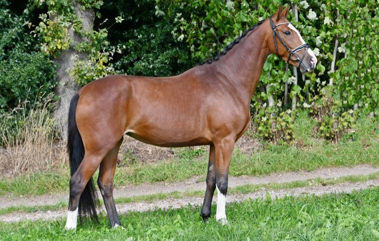 Brave fijne merrie, Merrie, Dressuurpaard