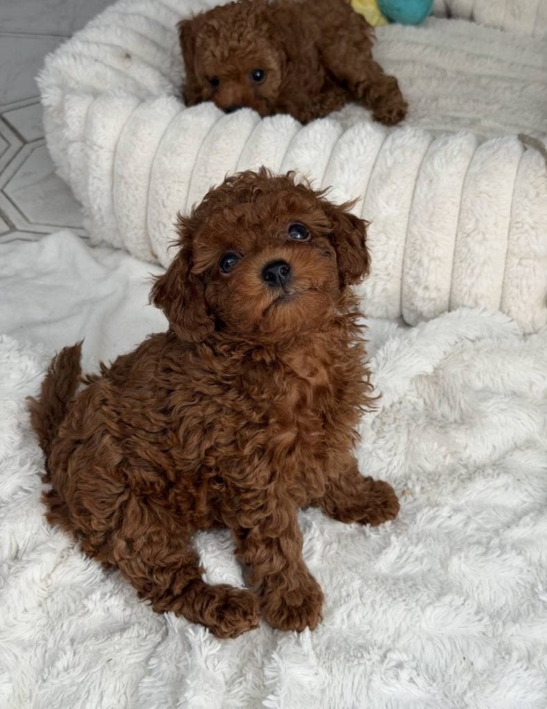 Toy Poodels, Poedel, 15 weken tot 1 jaar, Parvo, Meerdere