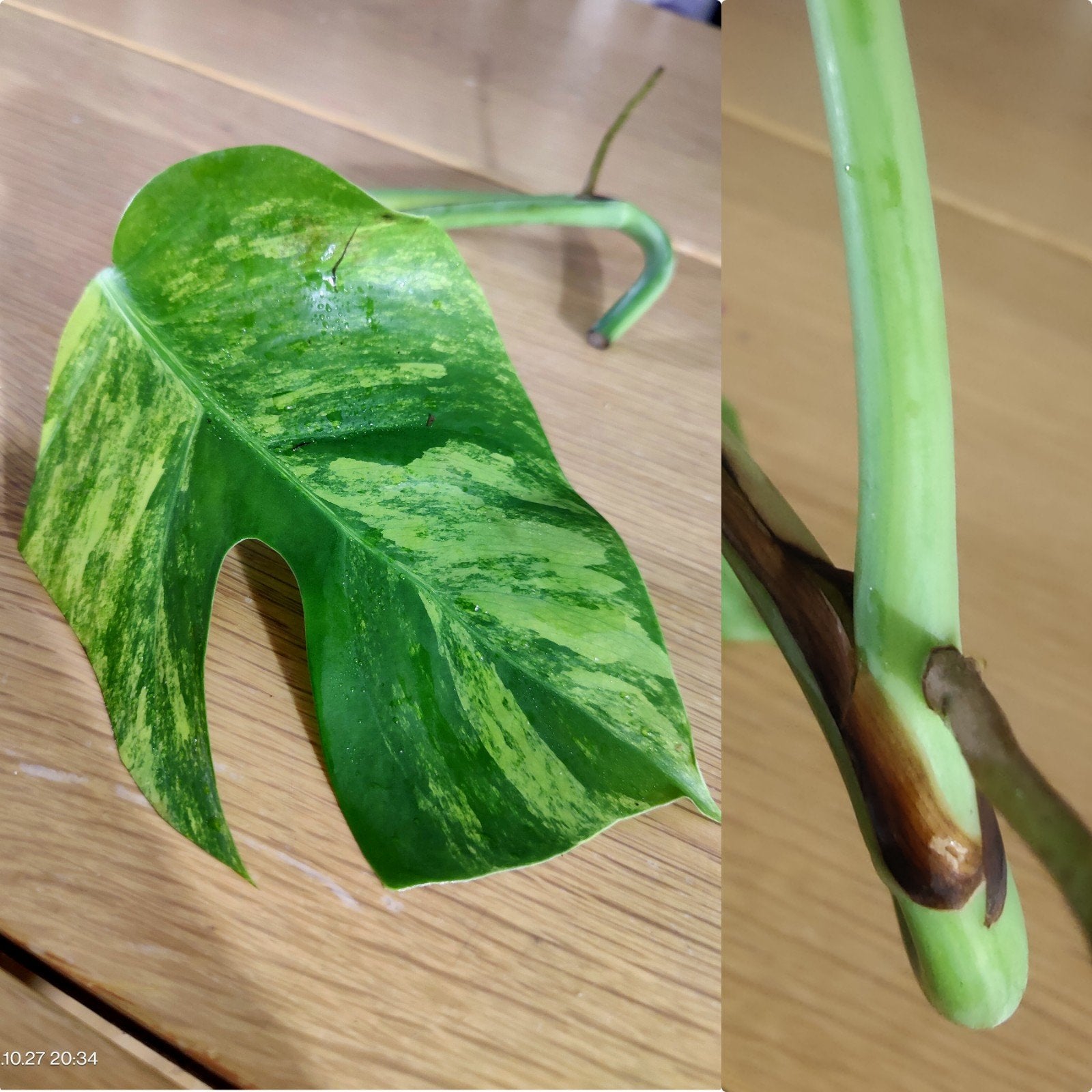Monstera Aurea yellow variegata stek, Ophalen, Halfschaduw, Minder dan 100 cm