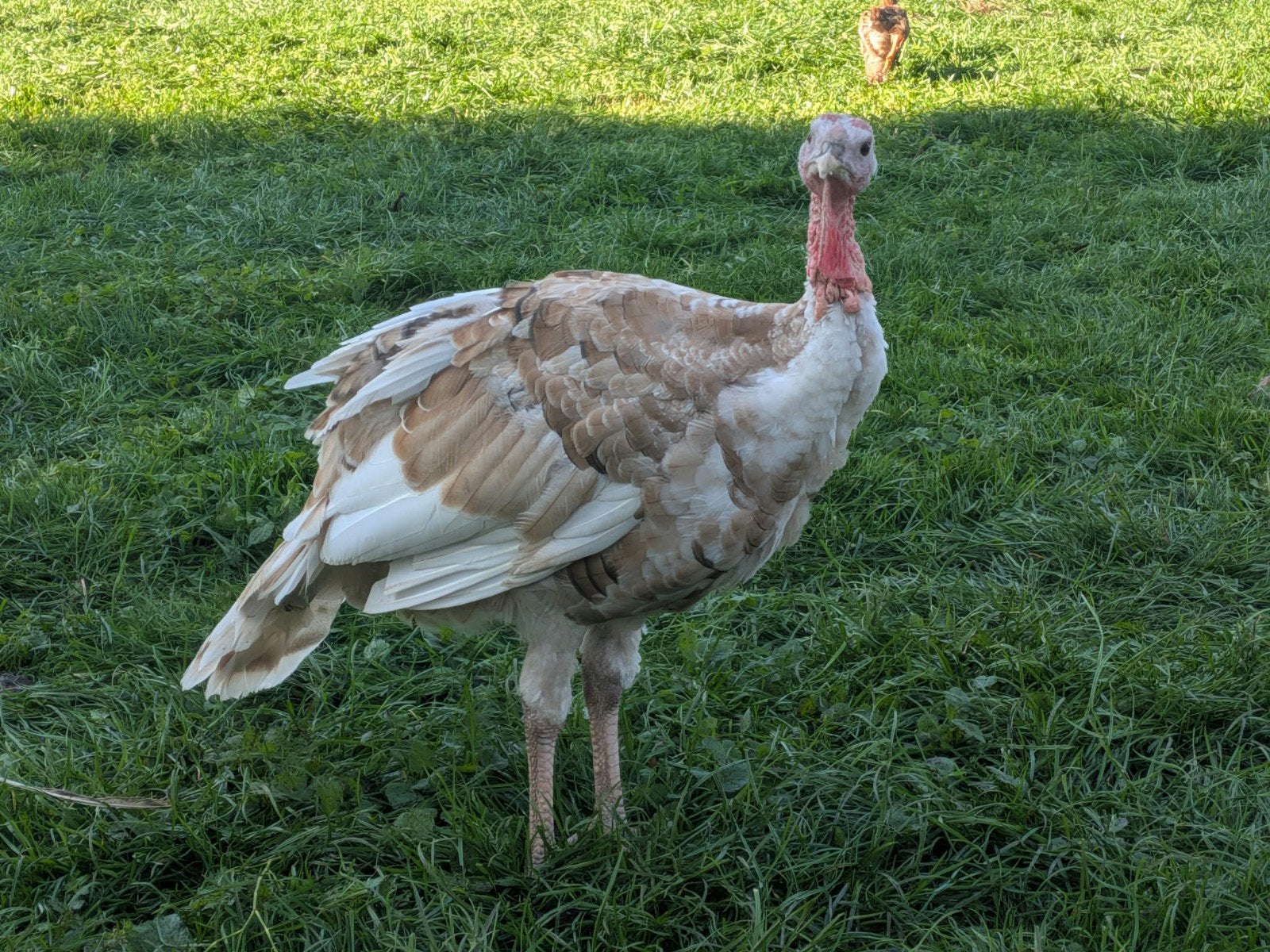 kalkoenen, Meerdere dieren, Kalkoen