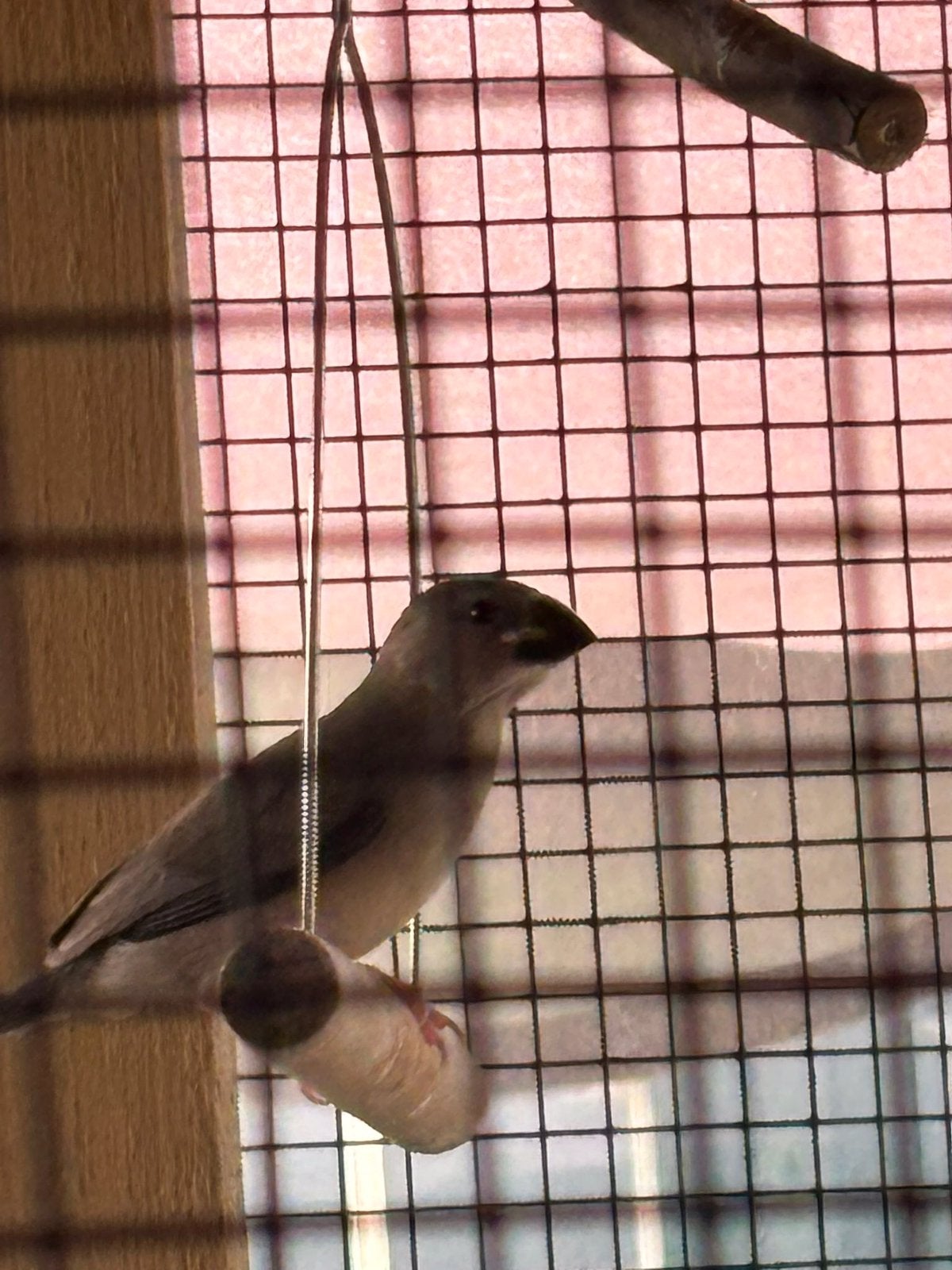 4 jonge rijstvogels, Meerdere dieren